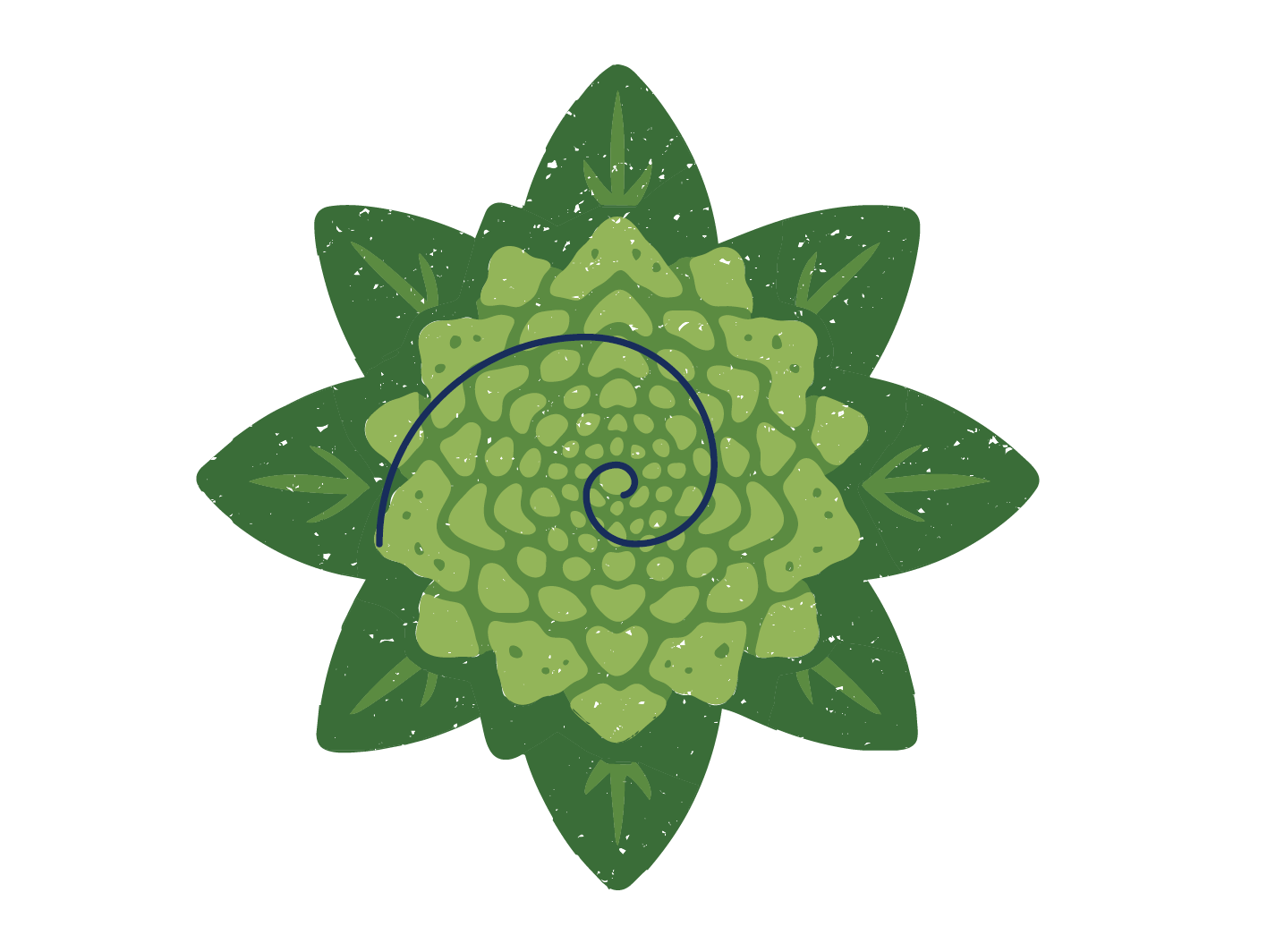 Illustration von einem Romanesco.