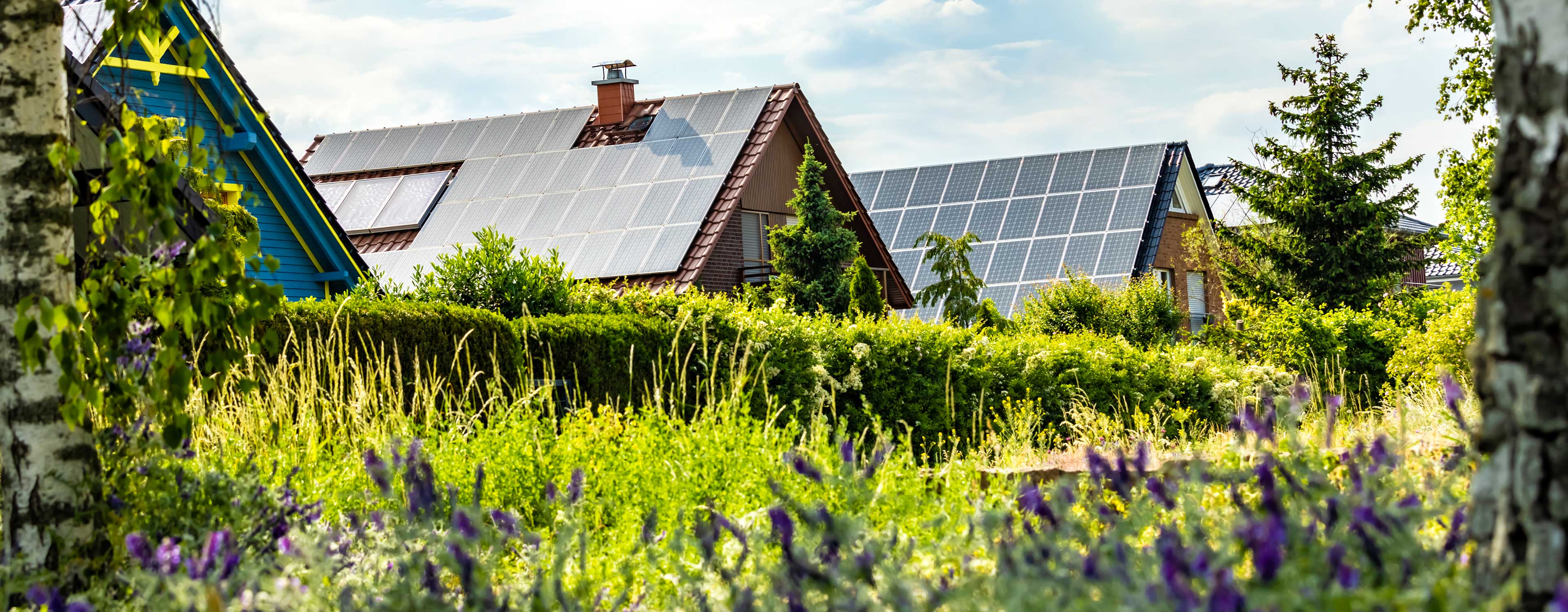 Mehrere Häuser mit grossflächigen Solaranlagen auf den Dächern in grüner Umgebung.